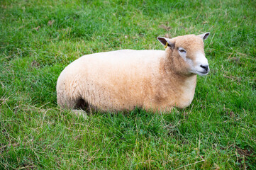 Adorable cute little sheep lbaby amb in the green grass, at the animal farm in U.K