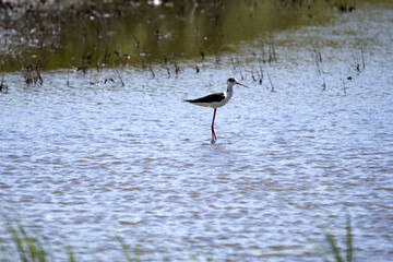 Black-Winged Stilt, Himantopus himantopus, Salinas, Montenegro