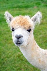 Cute white alpaca close up at the animal farm in England.