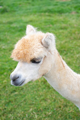 Cute white alpaca close up at the animal farm in England.