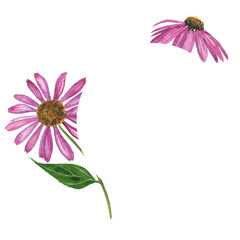 Echinacea pink flower in round frame isolated on white background. Watercolor hand drawing illustration. Medical plant for card, print, herbal design. - obrazy, fototapety, plakaty