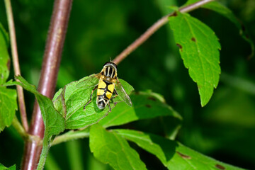 Große Sumpfschwebfliege // Hoverfly  (Helophilus trivittatus)