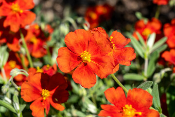 Helianthemum 'Henfield Brilliant' a summer flowering evergreen small shrub plant with an orange red...