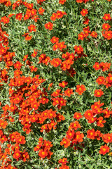 Naklejka premium Helianthemum 'Henfield Brilliant' a summer flowering evergreen small shrub plant with an orange red summertime flower commonly known as rock rose, stock photo image