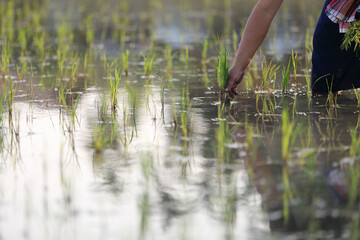 Farmer rice planting on water