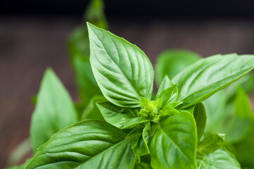 fresh and fragrant green basil