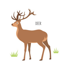 Vector flat illustration of wild forest animal, deer. Illustration isolated on white background.