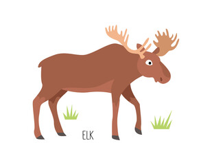 Vector flat illustration of wild forest animal, elk. Illustration isolated on white background.