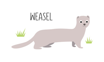 Vector flat illustration of wild forest animal, weasel. Illustration isolated on white background.