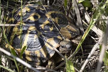 Common Tortoise, Testudo graca, is in Albania, quite common