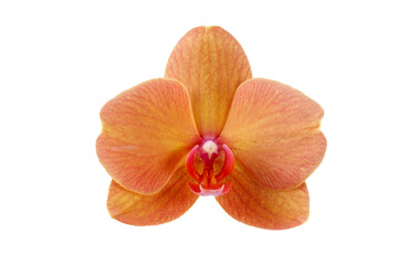 Fototapeta na wymiar Single orange peach orchid flower with red strips on petals closeup isolated on white