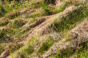 mown and dried grass for animal feed