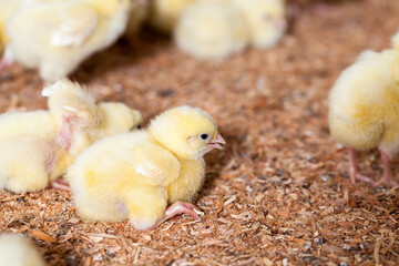 chicken is raised for meat and other products