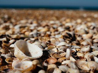 beach seashells ocean landscape close up