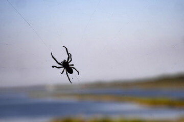 Thin spiders are not against heaven. Divjaka-Caravan National Park. Albania.