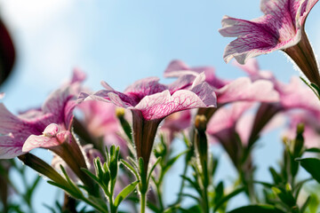 pink flowers in the summer