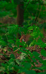one squirrel animal portrait photography vertical format in forest green outdoor environment space summer season day time