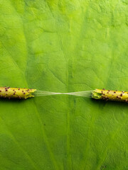 silk thread from lotus plant stem