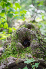 moss growing on a tree