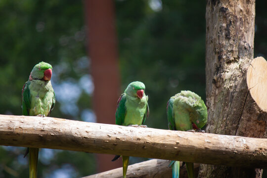 Closeup of three Indian ringneck parakeets perched on the wood.