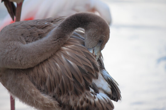 Closeup of a young flamingo. Selected focus.
