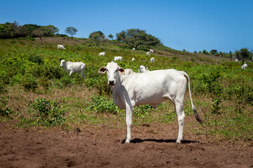 beautiful mammal animals called zebu eating free in the wild