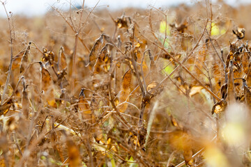 the field with the pea crop is yellow