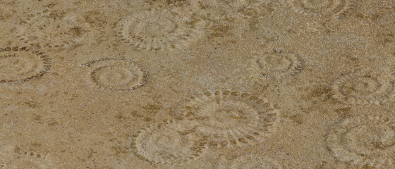 Fossil ammonite floor. Stone texture background. 3D Rendering illustration.