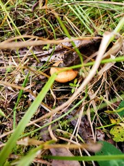 mushroom in the grass