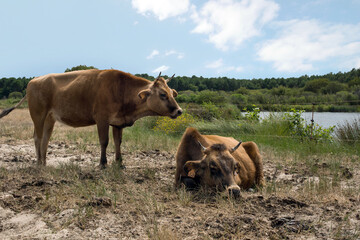 encounter with sea cows in pastures in the south west of France 