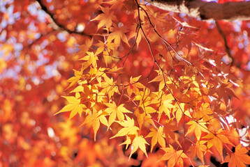 日本　京都府にある紅葉の名所の東福寺のもみじ。