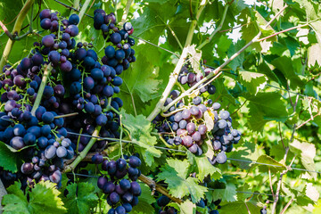 Grape vines at harvest time