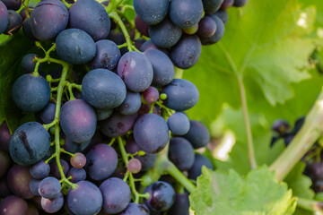 Grape vines at harvest time