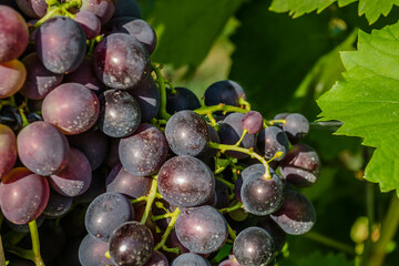 Grape vines at harvest time