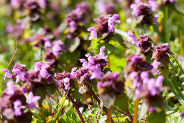 nettle blooming in the spring season