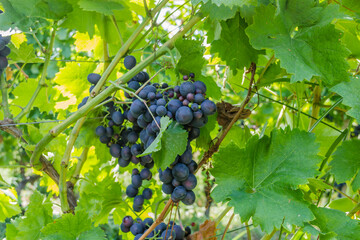 Grape vines at harvest time