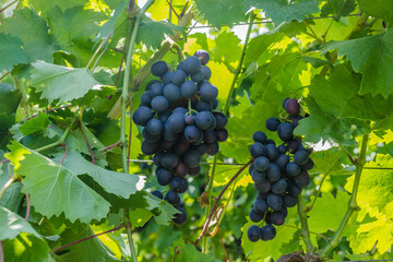 Grape vines at harvest time