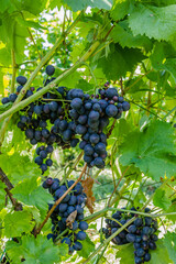 Grape vines at harvest time