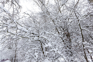 a large number of bare deciduous trees in the winter season