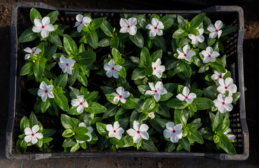 Top view of white catharanthus in the tray; ready for selling catharanthus flowers
