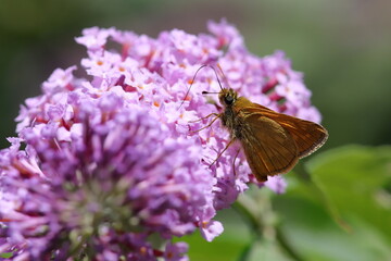 papillon sylvaine sur fleur de buddleia