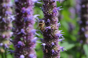 abeilles butinant de l'agastache