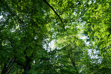 foliage of the trees is illuminated by bright sunlight