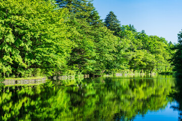 Fototapeta premium 夏の湖畔の風景 軽井沢