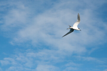il volo del gabbiano