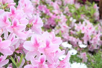 Nature Flowers Forest 
