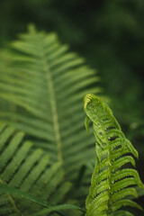 green forest fern leafs background. fern pattern macro with space for text