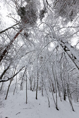 fully covered with snow deciduous trees in winter