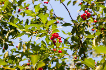 red ripe cherry on the branches of a cherry fruit tree