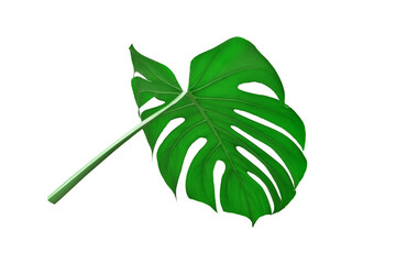 Bright green monstera leaf shot inside out isolated on white background